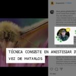 Premiado como fotógrafo de insectos del año 2021 causa polémica al revelar que anestesia a sus sujet...
